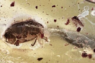 Detailed Fossil Marsh Beetle (Scirtidae) in Baltic Amber #372525