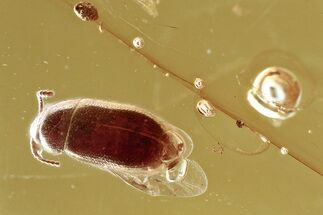 Detailed Hairy Fungus Beetle (Crowsonium) in Baltic Amber #372528