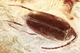 Detailed Fossil False Flower Beetle (Scraptiidae) in Baltic Amber #372529