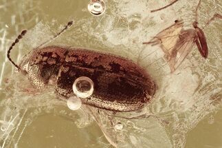 Detailed Hairy Fungus Beetle (Crowsonium) in Baltic Amber #372533