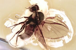 Detailed Fossil Black Fly (Simuliidae) In Baltic Amber #372550