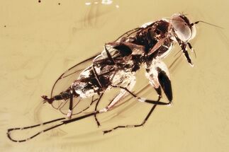 Detailed Fossil Dance Fly (Hybotidae) In Baltic Amber #372556