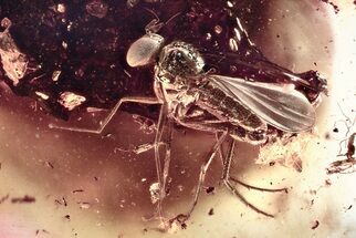 Detailed Fossil Long-Legged Fly (Dolichopodidae) in Baltic Amber #372563