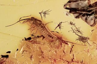 Detailed Fossil Bristletail & Partial Spider In Baltic Amber #372566