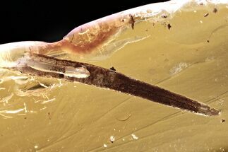 Detailed Fossil Leaf in Baltic Amber #372572
