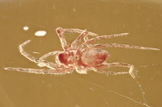 Detailed Fossil Spider (Araneae) In Baltic Amber #372599