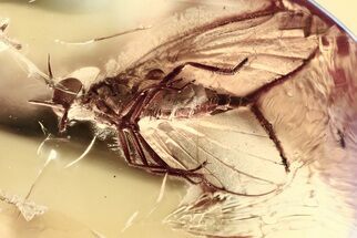 Detailed Fossil Dagger Fly (Empididae) In Baltic Amber #372603