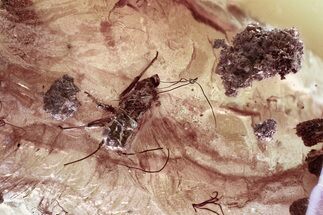 Detailed Fossil Aphid (Aphidoidea) and Plant Debris in Baltic Amber #372605