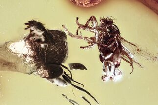 Two Fossil Scuttle Flies (Phoridae) In Baltic Amber #372606