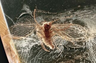 Fossil Moth Fly (Psychodidae) In Baltic Amber #372623