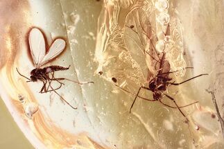 Fossil Aphid and Dark-Winged Fungus Gnat In Baltic Amber #372613