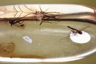 Three Fossil True Midges (Chironomidae) in Baltic Amber #372627