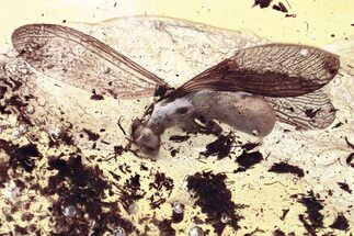 Detailed Fossil Winged Termite (Isoptera) In Baltic Amber #372629