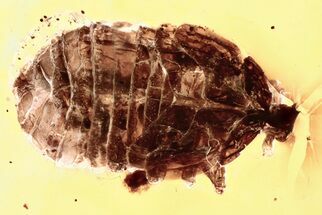 Detailed Fossil Planthopper (Fulgoroidea) Nymph In Baltic Amber #372631