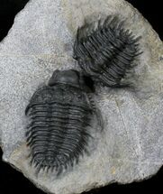Double Gondwanaspis Trilobite - Rare species #19646