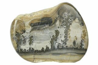 Triassic Aged Stromatolite Fossil - England #365734