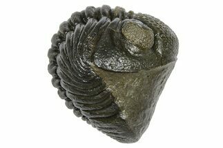Wide, Curled Pedinopariops Trilobite - Excellent Eye Facets #372393