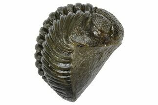 Wide, Curled Pedinopariops Trilobite - Excellent Eye Facets #372398