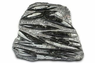 Polished Fossil Orthoceras (Cephalopod) Plate - Morocco #372639