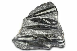 Polished Fossil Orthoceras (Cephalopod) Plate - Morocco #372646