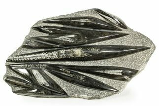 Polished Fossil Orthoceras (Cephalopod) Plate - Morocco #372663
