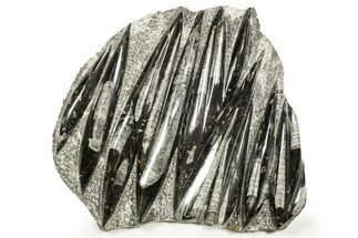 Polished Fossil Orthoceras (Cephalopod) Plate - Morocco #372668