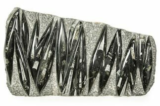 Polished Fossil Orthoceras (Cephalopod) Plate - Morocco #372679