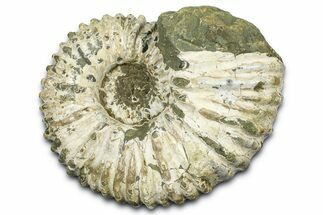 Bumpy Ammonite (Douvilleiceras) Fossil - Madagascar #372684