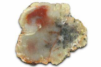Dinosaur Coprolite Nodule Section - Utah #372708