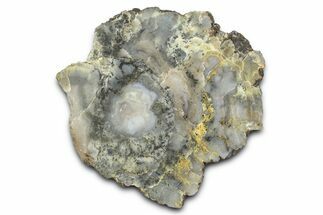 Dinosaur Coprolite Nodule Slice - Utah #372715
