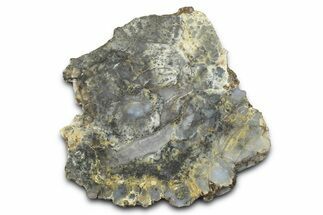 Dinosaur Coprolite Nodule Slice - Utah #372718