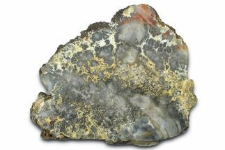 Dinosaur Coprolite Nodule Slice - Utah #372750