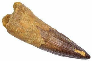 Real Fossil Spinosaurus Tooth - Huge Dinosaur Tooth #372776