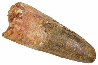 Fossil Spinosaurus Tooth - Robust Tooth #372895