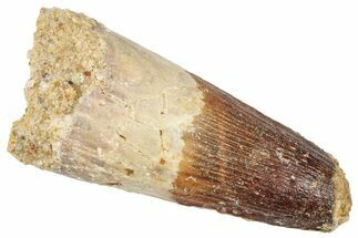 Fossil Spinosaurus Tooth - Feeding Worn Tooth #372898