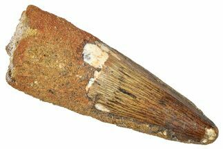 Fossil Spinosaurus Tooth - Real Fossil Tooth #372909