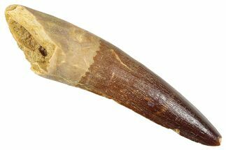 Fossil Spinosaurus Tooth - Real Fossil Tooth #372912