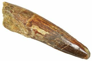 Fossil Spinosaurus Tooth - Feeding Worn Tooth #372915