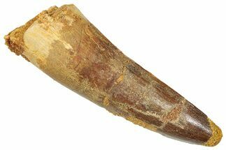 Fossil Spinosaurus Tooth - Feeding Worn Tooth #372917