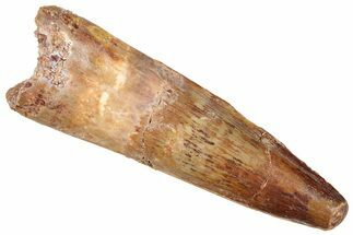 Fossil Spinosaurus Tooth - Real Dinosaur Tooth #372920