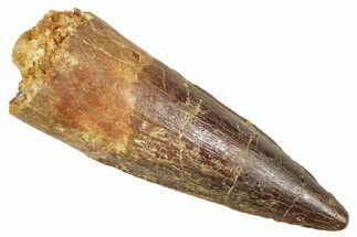 Fossil Spinosaurus Tooth - Real Fossil Tooth #372924