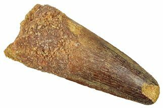 Fossil Spinosaurus Tooth - Feeding Worn Tooth #372926