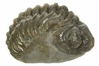 Long, Curled Morocops Trilobite - Morocco #323239