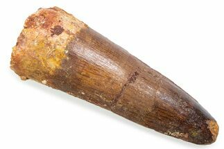 Fossil Spinosaurus Tooth - Feeding Worn Tooth #372867