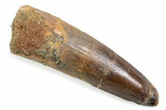 Fossil Spinosaurus Tooth - Feeding Worn Tooth #372883