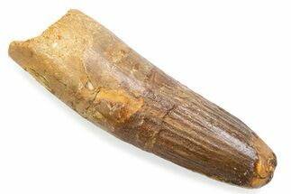 Fossil Spinosaurus Tooth - Feeding Worn Tooth #372890