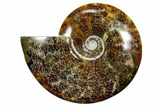 Polished Ammonite (Cleoniceras) Fossil - Madagascar #372955