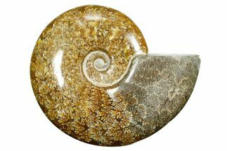 Polished Ammonite (Cleoniceras) Fossil - Madagascar #372959