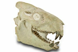 Superb, Fossil Oreodont (Eporeodon) Skull w/ Atlas Vertebra #372996