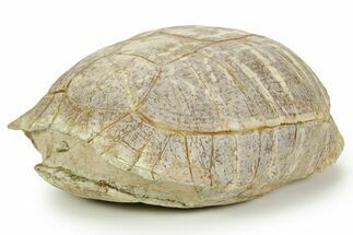 Colorful Inflated Fossil Tortoise (Stylemys) - South Dakota #373007